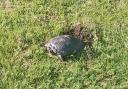 A terrapin has been laying eggs in Christchurch Park