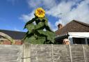 A garden in Ipswich has managed to plant and cultivate a sunflower that has grown taller than six feet