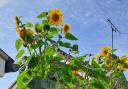 10-foot sunflower grown by Vernon Groom in Barham