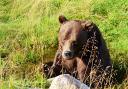 Diego the brown bear has been saved and is now in the UK ready to move to Suffolk next year