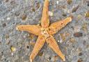 The starfish was found on Felixstowe beach