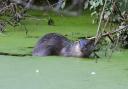 A European Otter was spotted in Holywells Park in Ipswich