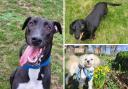 Can you give one of these dogs a forever home?