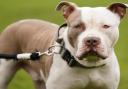 A woman has denied charges to a XL Bully incident in Haverhill