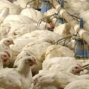 A further case of bird flu has been confirmed in Hadleigh (file photo)