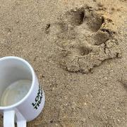 Zac Askew's photo of a paw print discovered at a yard in East Soham