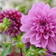 Dahlias will bloom from summer through to the first frosts