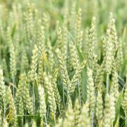 Hopes are high among East Anglian farmers for this year's wheat crop