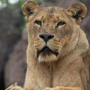 Colchester Zoo's lioness Naja who sadly passed away last week