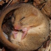 Two men have gone on trial in Suffolk accused of disturbing a dormouse habitat (stock picture)