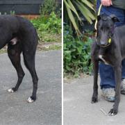 The Suffolk Greyhound Trust is looking to rehome a number of former racing dogs
