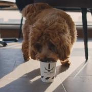 Paddy & Scott's Coffee will be hosting a 'Puppychino' event on the Ipswich Waterfront this Saturday