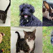 Could you offer any of these animals their forever home in Suffolk?