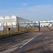 Rising gas prices had caused Sterling Suffolk to close tomato production