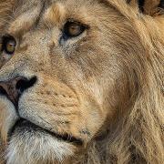 Colchester Zoo's Bailey the lion