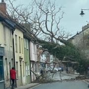 The tree blocked the A131 through Sudbury town centre