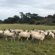 Becki Spry's flock graze in Fynn Valley near Tuddenham