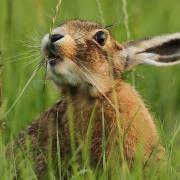 Hare coursing was banned in the UK in 2005 - but is still legal in some other countries.