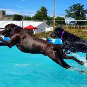 Canine Dip and Dive was crowned the winner in the 'Days Out' category in the DogFriendly Awards