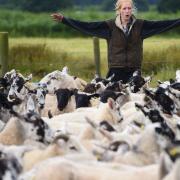 The Suffolk Shepherdess, Tilly Abbott, 21, of Nacton, Ipswich, herding the ewes and lambs for weaning at Kessingland
