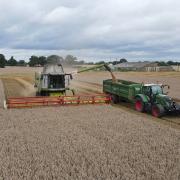 Harvest in full swing on the Euston Estate in west Suffolk