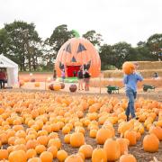 Pick a pumpkin at one of these great patches Picture: UNDLEY PUMPKIN PATCH AND MAIZE MAZE