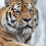 Amur Tiger Igor at Colchester Zoo.
