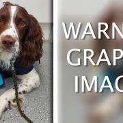 Billy the British springer spaniel, whose genitals swelled to the 
