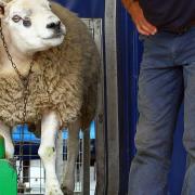 Stonham Barns Park Steam, Vintage and Rural Show on May 22/23 is set to include a sheep show  Picture: KEITH SUFFLING