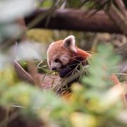 The Red Panda enclosure at Colchester Zoo which has announced it will remain closed under Tier 4