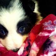 Storm the border collie puppy, whose owners are facing a huge vet's bill