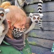 One of zookeepers counting the lemurs at Colchester Zoo, for its annual 'big count'.