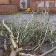 The remains of trees cut down on Walnut Walk in Stowmarket