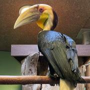 Elvis the Wreathed Hornbill, with Priscilla in the background at Colchester Zoo