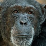 Colchester Zoo has said a sad goodbye to its 24-year-old chimpanzee Tekita, who died after becoming unwell. Picture: DAVID MARSAY/COLCHESTER ZOO