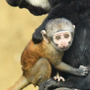 Casey the l'hoest's monkey (also known as a mountain monkey) gives birth to new-born at Colchester Zoo.