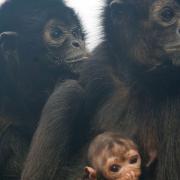 A female Columbian black spider monkey named Cheekaboo has given birth to a healthy baby at Colchester Zoo. Picture: JAMIE REEVE