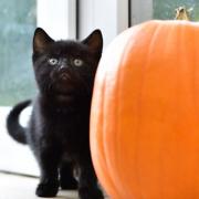 The RSPCA in Martlesham has a number of  black cats and kittens that need a home.