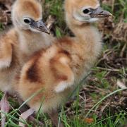 Colchester Zoo�s Crowned Crane pair, Charles and Camilla, have welcomed two healthy chicks. Picture: COLCHESTER ZOO/TOM SMITH