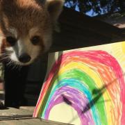 One of the zoo's red pandas alongside a handmade rainbow card Picture: Colchester Zoo