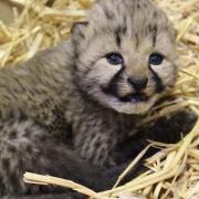 The tiny cheetah cubs at Colchester Zoo are now opening their eyes Picture: COLCHESTER ZOO