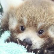 A rare picture of one of the adorable red panda cubs at Colchester Zoo Picture: COLCHESTER ZOO