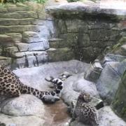 Captured on cub cam - the rare Amur leopard cubs are almost six weeks old Picture: COLCHESTER ZOO