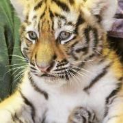 Three tiger cubs at Colchester Zoo have been named after a public vote Picture: COLCHESTER ZOO