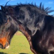 Meg the Shire Horse has lived at Colchester Zoo in Essex since 2009 Picture: COLCHESTER ZOO