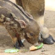 The sweet red river hog piglets don't yet have a name Picture: COLCHESTER ZOO