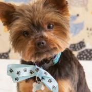 Dolly's Dog Grooming Salon and Spa in Ipswich offers de-sensitisation sessions for puppies to help make grooming an enjoyable experience