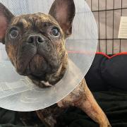 Lola the French Bulldog, who lives in Ipswich, broke her leg falling down the stairs