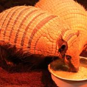 Preston and Polly the Armadillos have recently moved to Jimmy's farm from Longleat Safari Park in Wiltshire