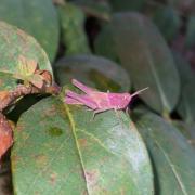 This pink grasshopper was spotted in Ipswich.